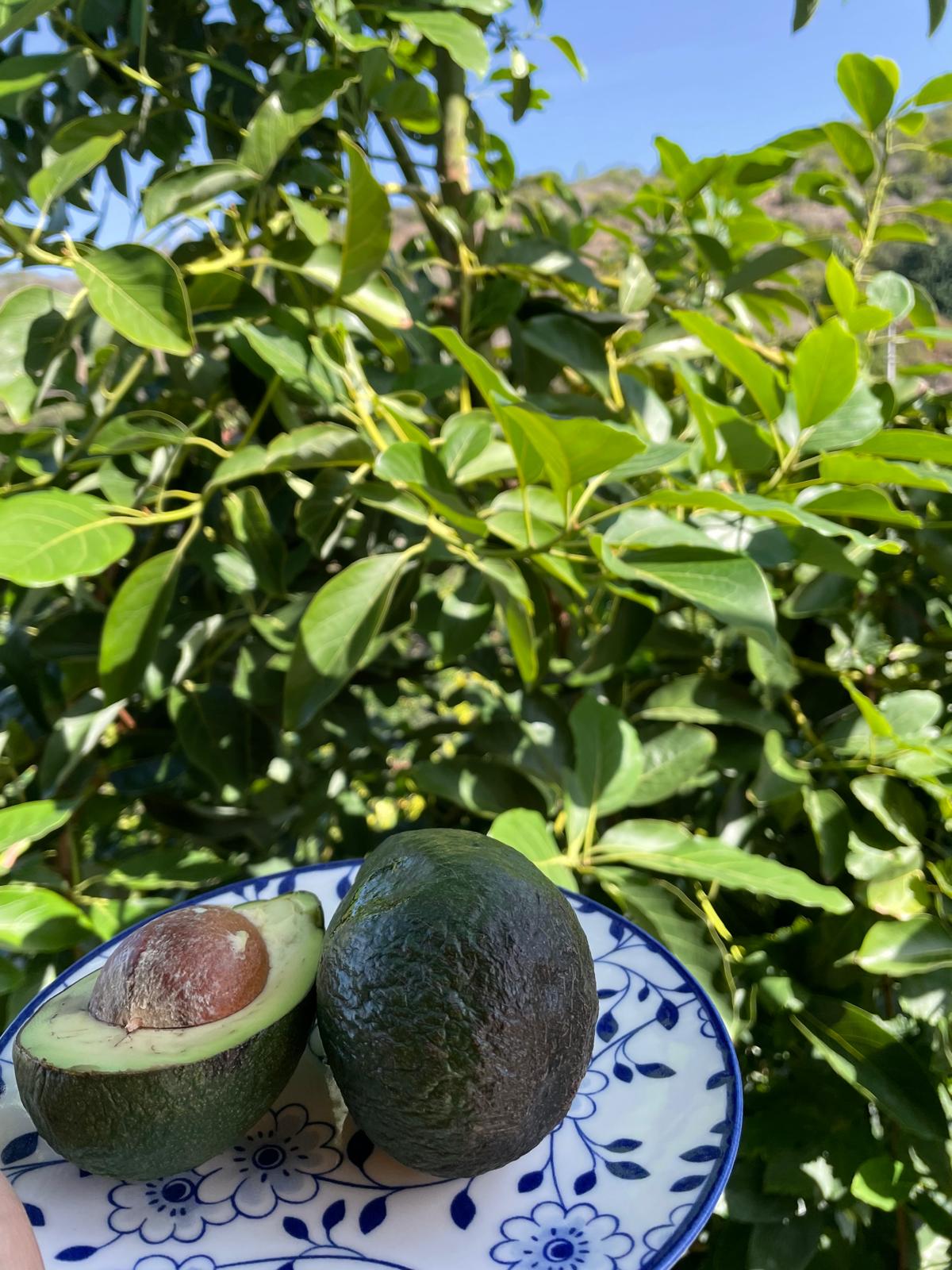 Zahidenin Tropikal Bahçesi 